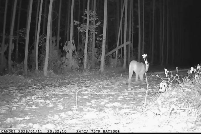 Ameaçada de extinção na Bahia, onças-pardas são avistadas em reservas da Bracell no Litoral Norte